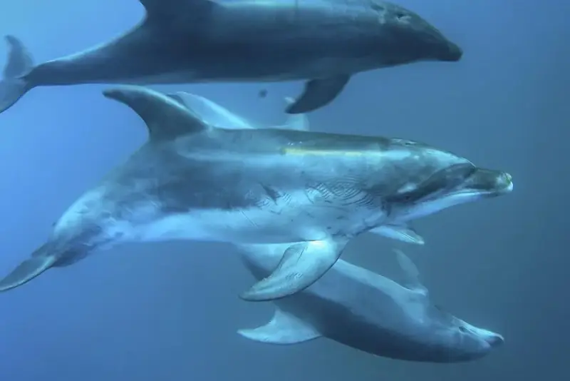 Bottlenose dolphins swimming together underwater