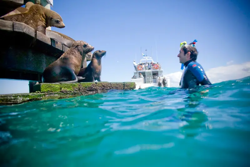 A snorkeller in clear water beside seals resting on a pier, with the Moonraker boat behind