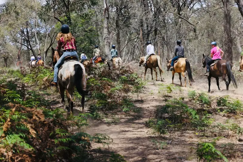 A line of riders on a bush trail through the gum trees