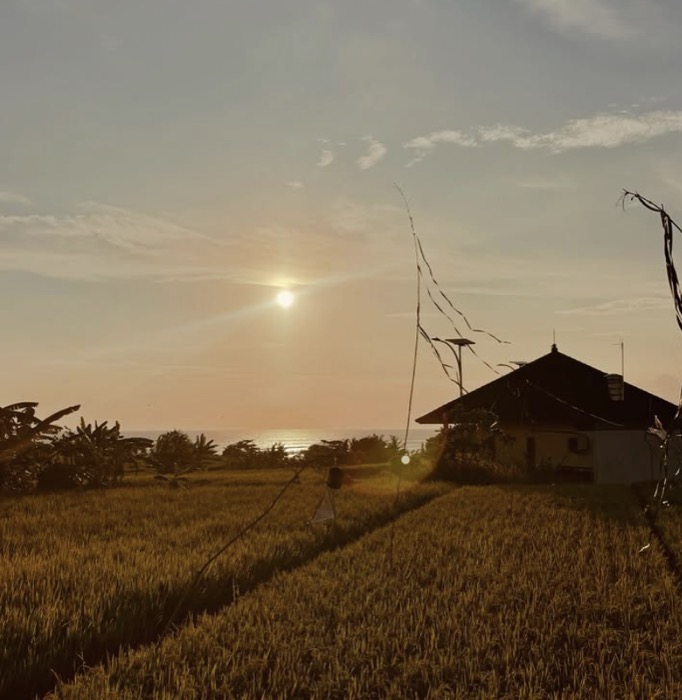 Horse walking through rice fields on the way to the beach