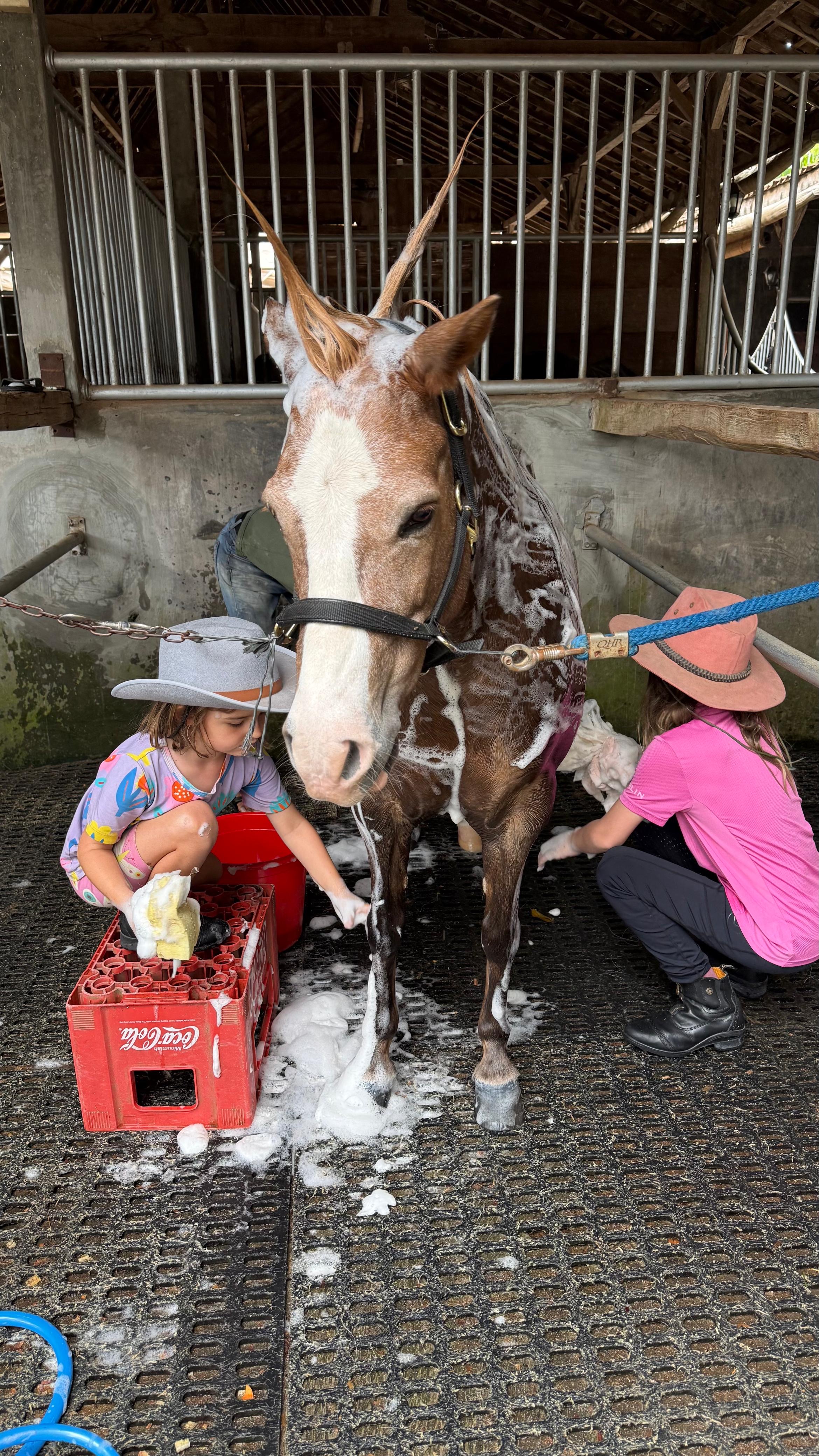 Stable manager teaching a grooming class with a horse