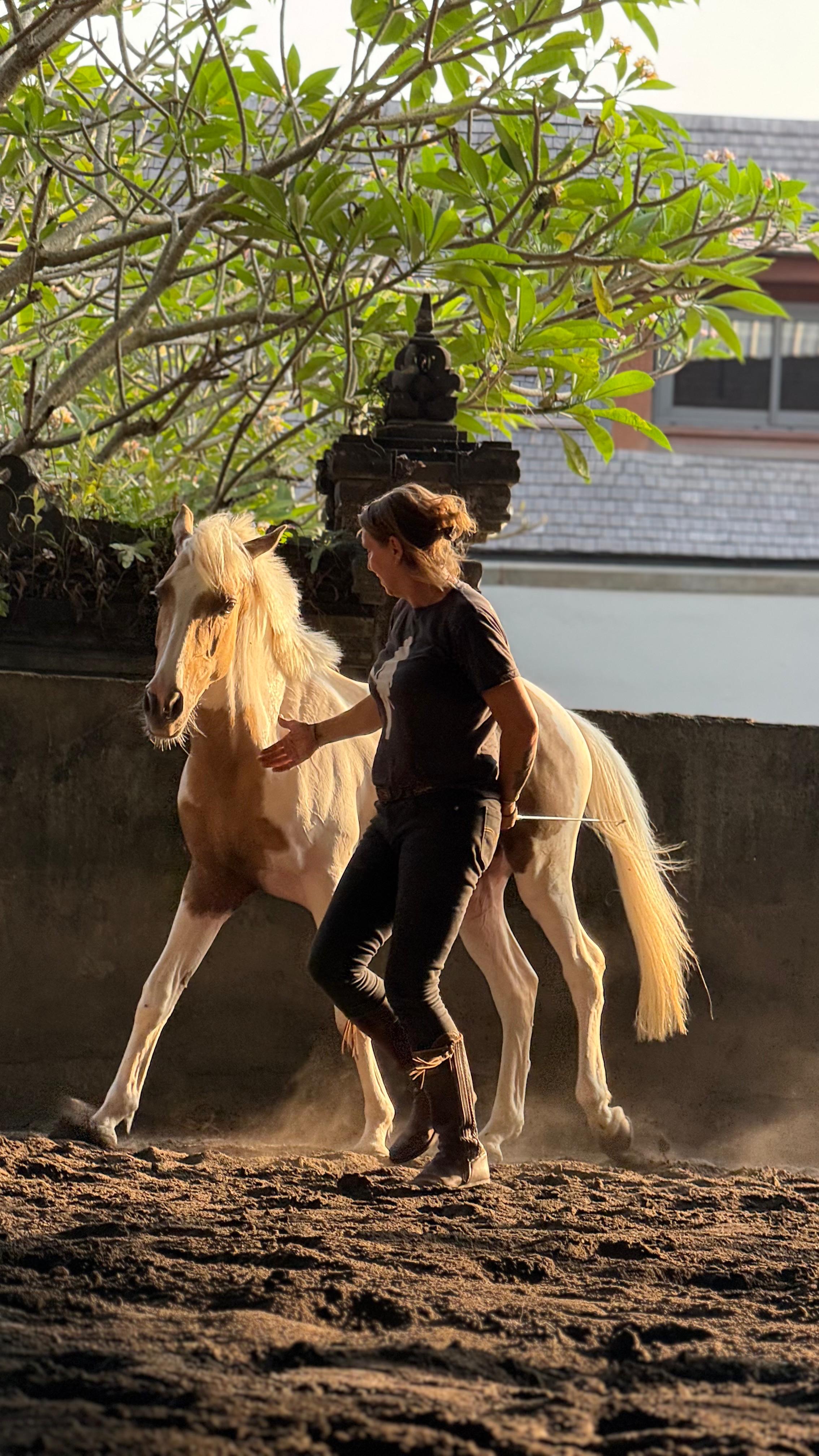 Group leadership and trust clinic with horses