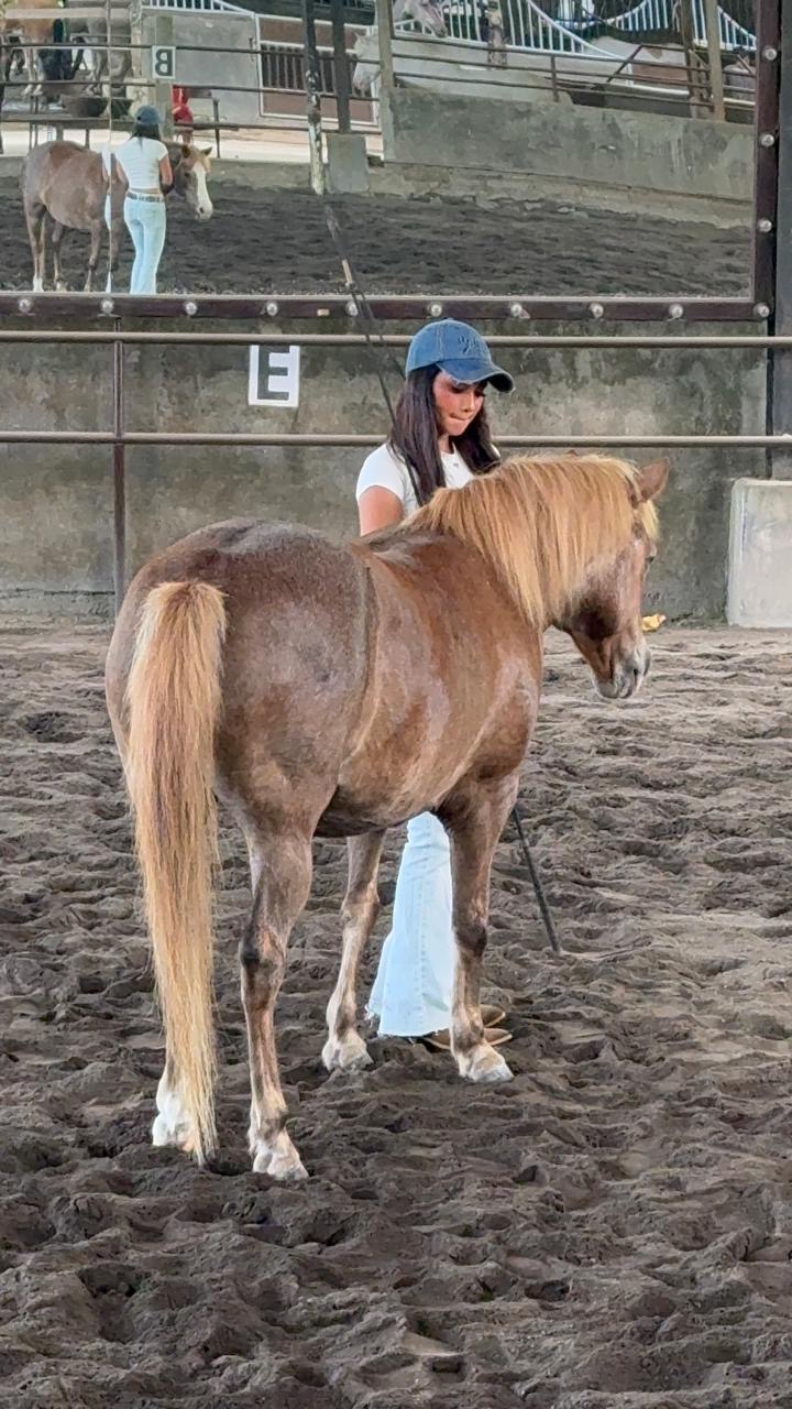 Trainer working with a horse in a Join Up natural horsemanship lesson